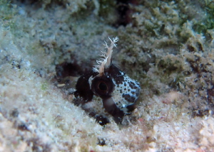 Longhorn blenny, new in caribbean!!...snorkeling shoot by Durand Gerald 